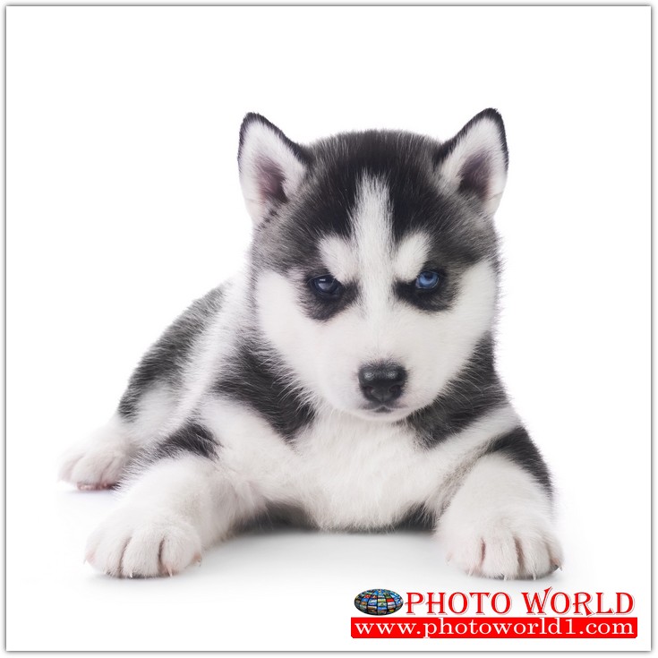 วอลเปเปอร์รูปภาพติดผนังสั่งทำ มีภาพให้เลือกกว่า 50,000 ภาพ ออกแบบกราฟฟิค หรือ รูปภาพตามที่ท่านกำหนด ในสไตล์ท่านเอง "custom made"