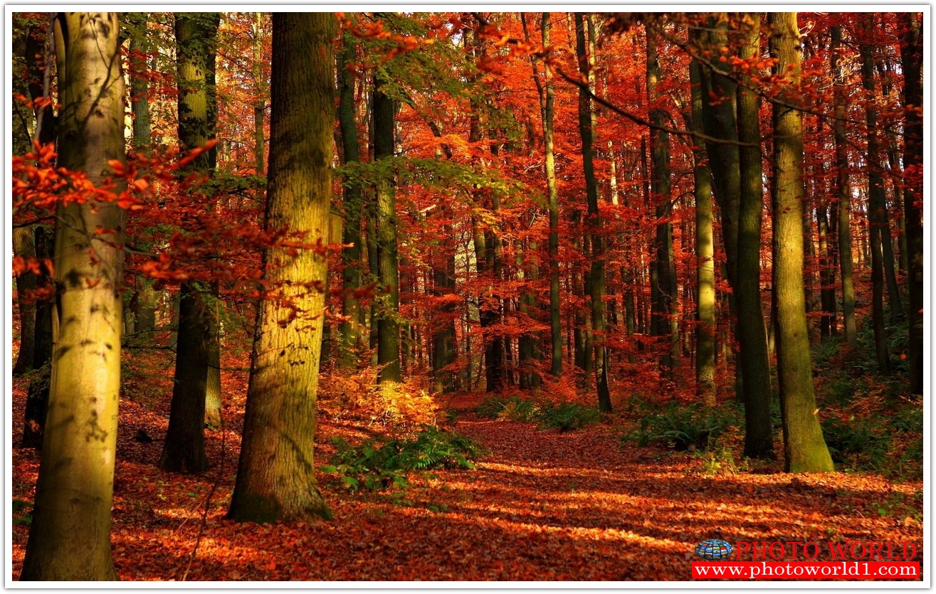 NATURAL วอลเปเปอร์รูปภาพติดผนังสั่งทำ มีภาพให้เลือกกว่า 50,000 ภาพ ออกแบบกราฟฟิค หรือ รูปภาพตามที่ท่านกำหนด ในสไตล์ท่านเอง "custom made"