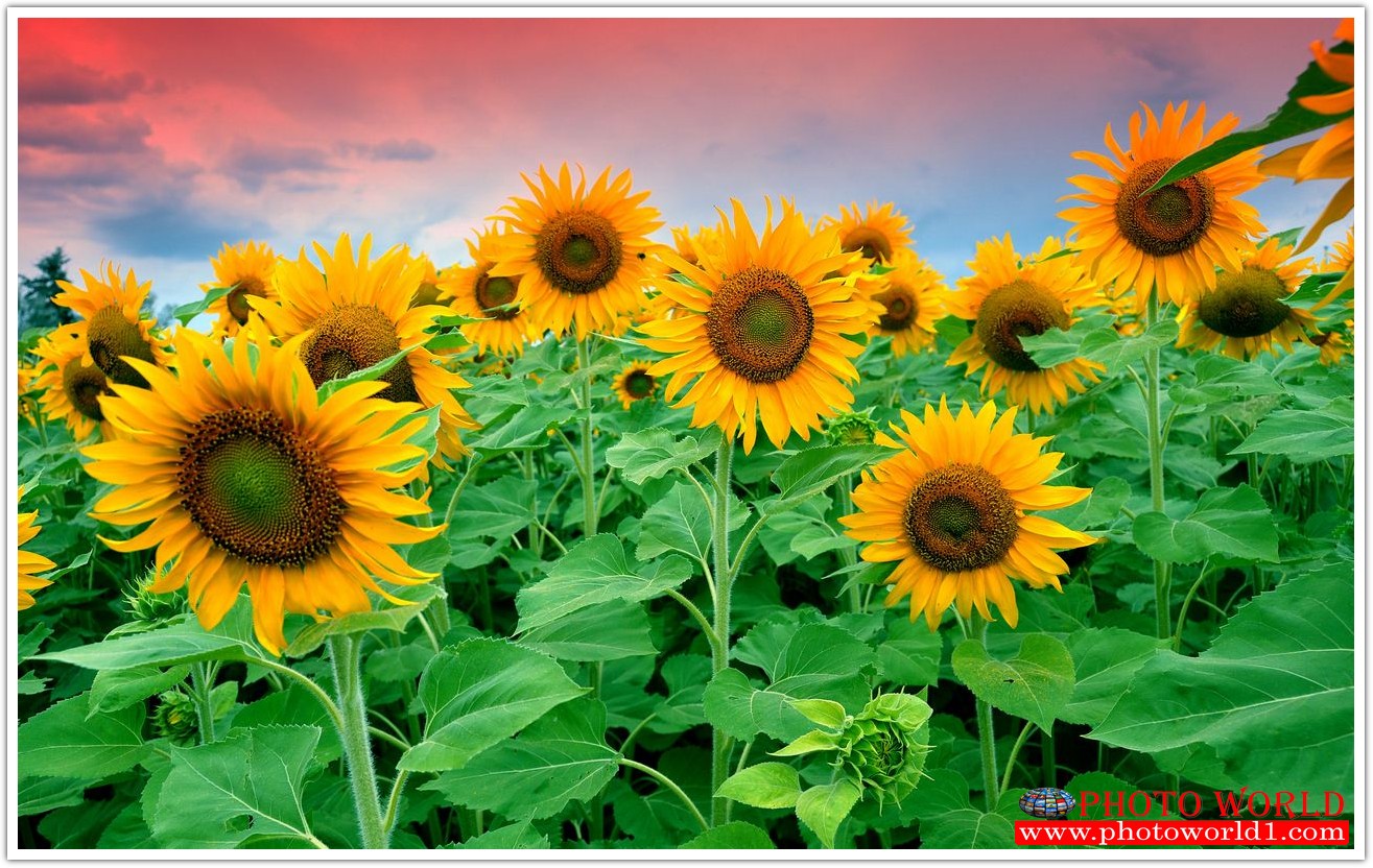 วอลเปเปอร์รูปภาพติดผนังสั่งทำ มีภาพให้เลือกกว่า 50,000 ภาพ ออกแบบกราฟฟิค หรือ รูปภาพตามที่ท่านกำหนด ในสไตล์ท่านเอง "custom made"