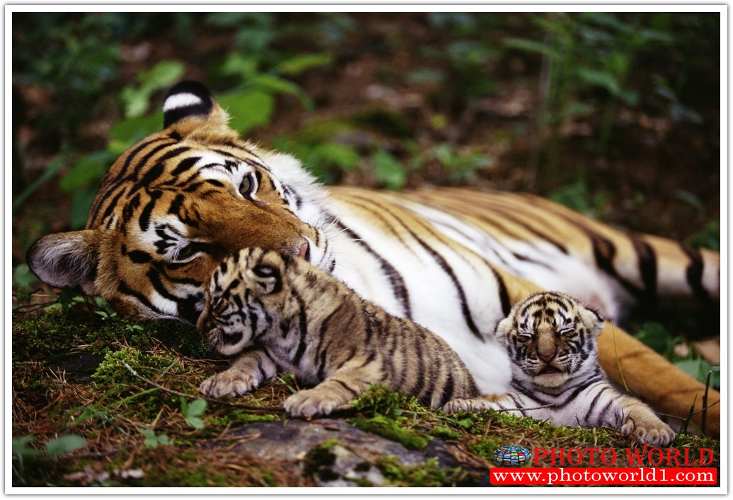 วอลเปเปอร์รูปภาพติดผนังสั่งทำ มีภาพให้เลือกกว่า 50,000 ภาพ ออกแบบกราฟฟิค หรือ รูปภาพตามที่ท่านกำหนด ในสไตล์ท่านเอง "custom made"