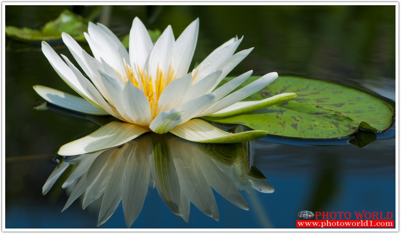 วอลเปเปอร์รูปภาพติดผนังสั่งทำ มีภาพให้เลือกกว่า 50,000 ภาพ ออกแบบกราฟฟิค หรือ รูปภาพตามที่ท่านกำหนด ในสไตล์ท่านเอง "custom made"