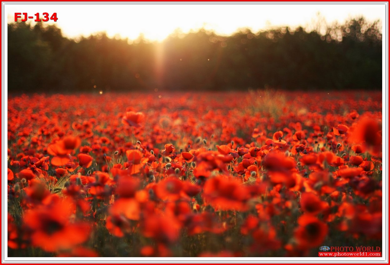 วอลเปเปอร์รูปภาพติดผนังสั่งทำ มีภาพให้เลือกกว่า 50,000 ภาพ ออกแบบกราฟฟิค หรือ รูปภาพตามที่ท่านกำหนด ในสไตล์ท่านเอง "custom made"