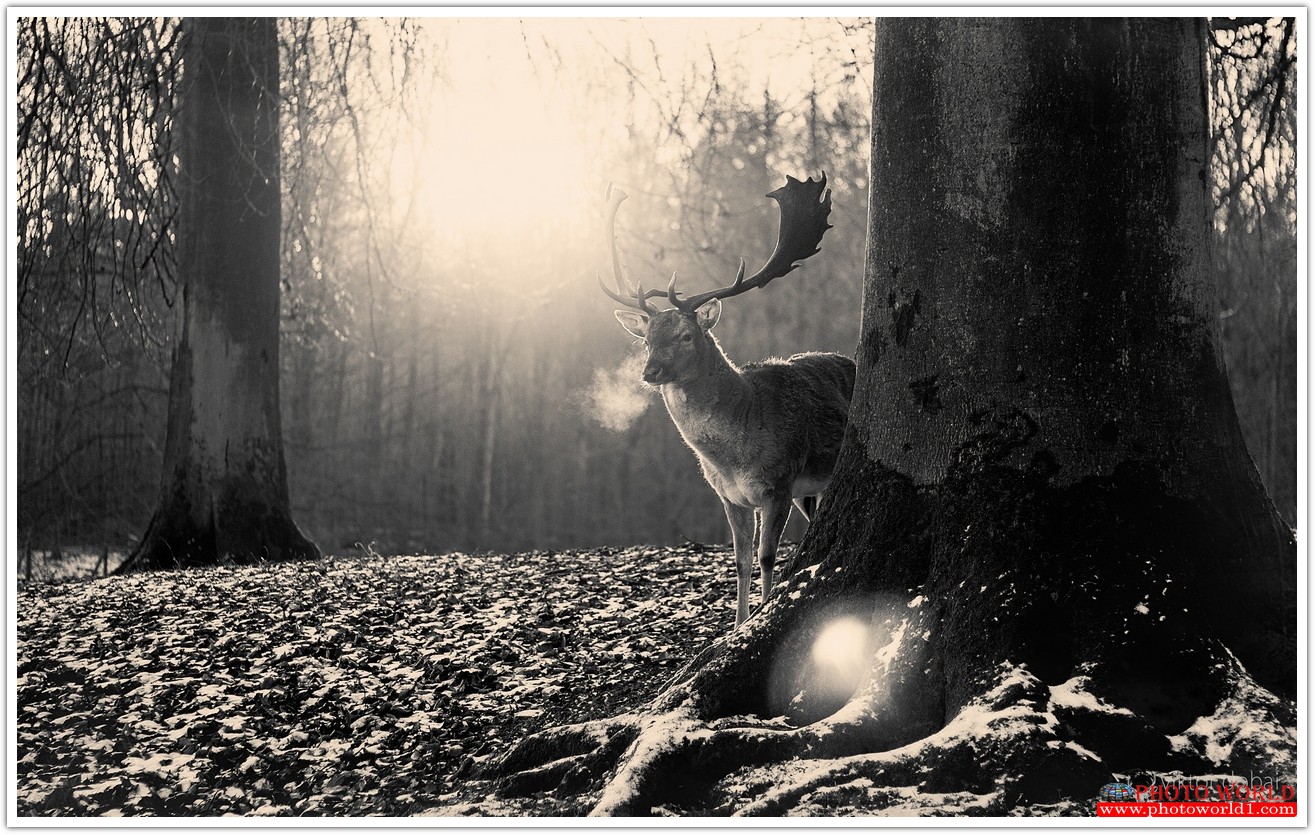 วอลเปเปอร์รูปภาพติดผนังสั่งทำ RETRO&VINTAGE (PHOTO STOCK) มีภาพให้เลือกกว่า 50,000 ภาพ ออกแบบกราฟฟิค หรือ รูปภาพตามที่ท่านกำหนด ในสไตล์ท่านเอง "custom made"
