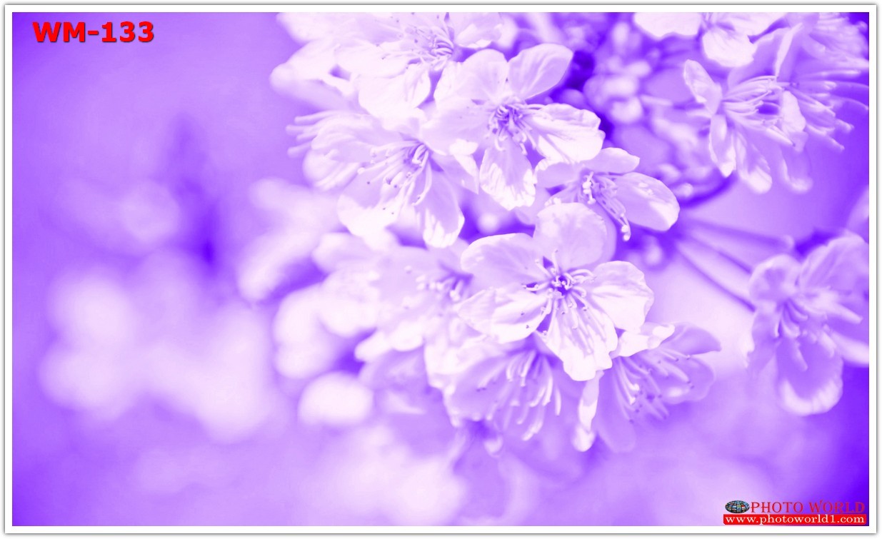 วอลเปเปอร์รูปภาพติดผนังสั่งทำ มีภาพให้เลือกกว่า 50,000 ภาพ ออกแบบกราฟฟิค หรือ รูปภาพตามที่ท่านกำหนด ในสไตล์ท่านเอง "custom made"