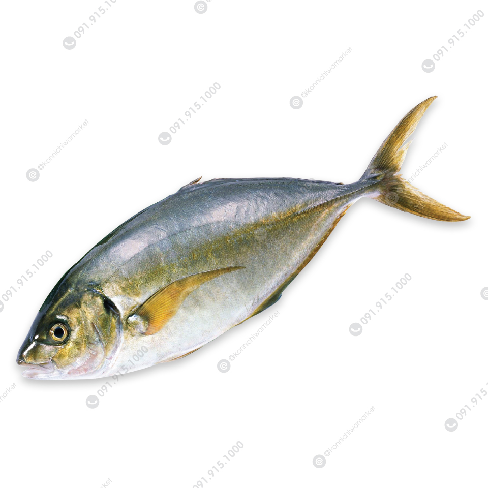 ปลาทูแขก / Shima Aji