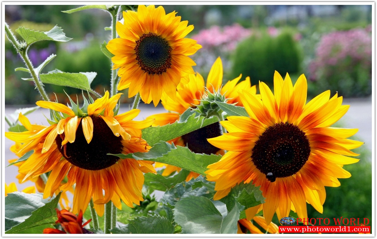 วอลเปเปอร์รูปภาพติดผนังสั่งทำ มีภาพให้เลือกกว่า 50,000 ภาพ ออกแบบกราฟฟิค หรือ รูปภาพตามที่ท่านกำหนด ในสไตล์ท่านเอง "custom made"