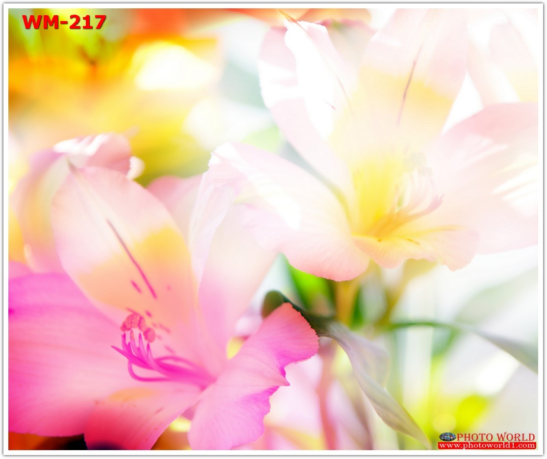 วอลเปเปอร์รูปภาพติดผนังสั่งทำ มีภาพให้เลือกกว่า 50,000 ภาพ ออกแบบกราฟฟิค หรือ รูปภาพตามที่ท่านกำหนด ในสไตล์ท่านเอง "custom made"