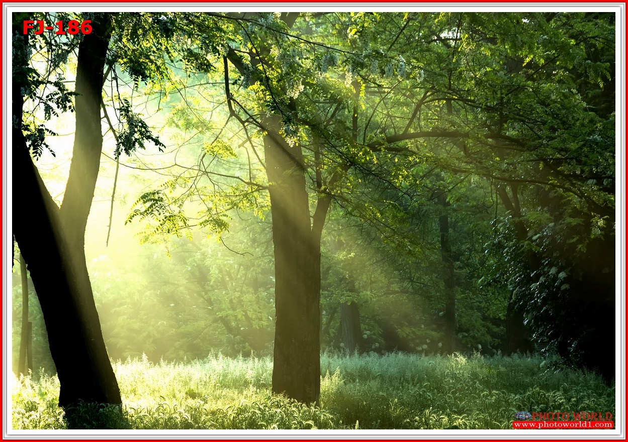 วอลเปเปอร์รูปภาพติดผนังสั่งทำ มีภาพให้เลือกกว่า 50,000 ภาพ ออกแบบกราฟฟิค หรือ รูปภาพตามที่ท่านกำหนด ในสไตล์ท่านเอง "custom made"