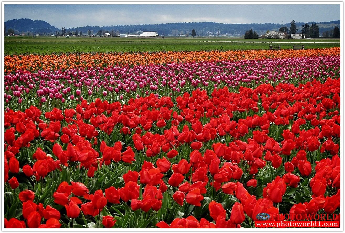 วอลเปเปอร์รูปภาพติดผนังสั่งทำ มีภาพให้เลือกกว่า 50,000 ภาพ ออกแบบกราฟฟิค หรือ รูปภาพตามที่ท่านกำหนด ในสไตล์ท่านเอง "custom made"