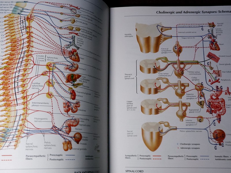 Atlas of Human Anatomyของ Frank H. Netter, MD