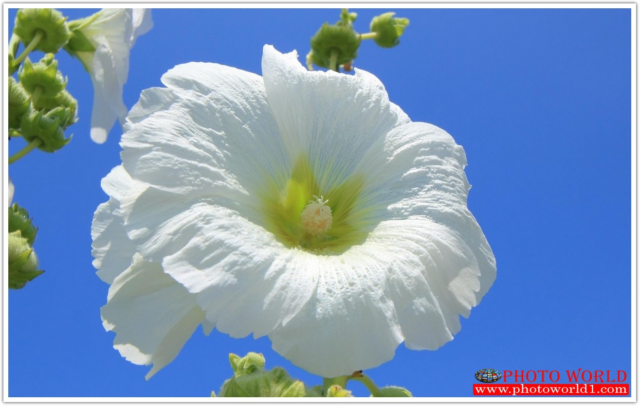 วอลเปเปอร์รูปภาพติดผนังสั่งทำ มีภาพให้เลือกกว่า 50,000 ภาพ ออกแบบกราฟฟิค หรือ รูปภาพตามที่ท่านกำหนด ในสไตล์ท่านเอง "custom made"