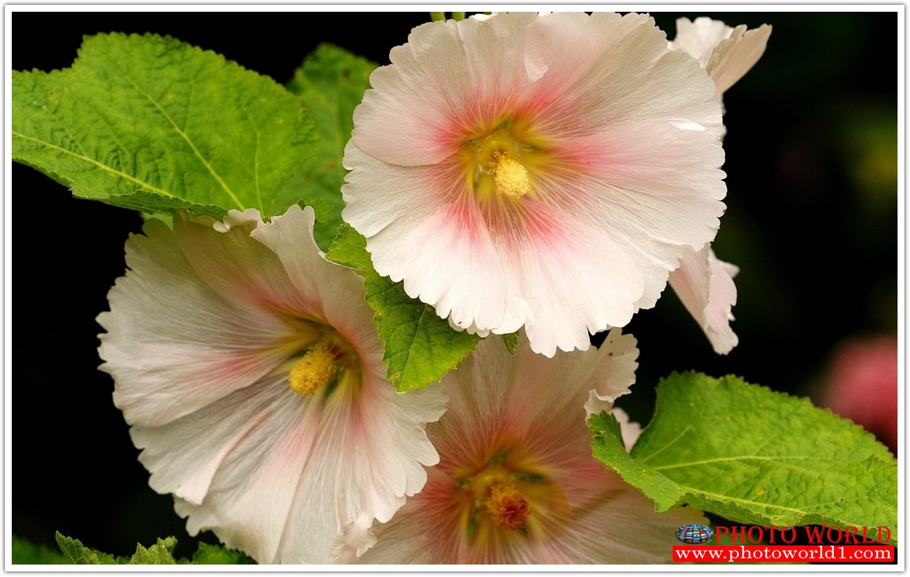 วอลเปเปอร์รูปภาพติดผนังสั่งทำ มีภาพให้เลือกกว่า 50,000 ภาพ ออกแบบกราฟฟิค หรือ รูปภาพตามที่ท่านกำหนด ในสไตล์ท่านเอง "custom made"