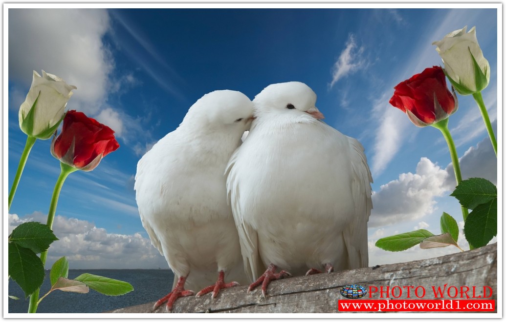 วอลเปเปอร์รูปภาพติดผนังสั่งทำ มีภาพให้เลือกกว่า 50,000 ภาพ ออกแบบกราฟฟิค หรือ รูปภาพตามที่ท่านกำหนด ในสไตล์ท่านเอง "custom made"