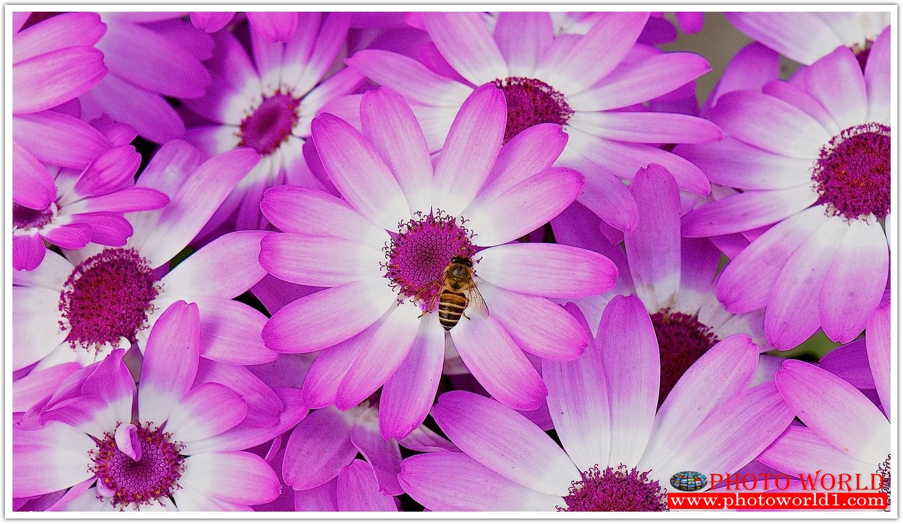 วอลเปเปอร์รูปภาพติดผนังสั่งทำ มีภาพให้เลือกกว่า 50,000 ภาพ ออกแบบกราฟฟิค หรือ รูปภาพตามที่ท่านกำหนด ในสไตล์ท่านเอง "custom made"