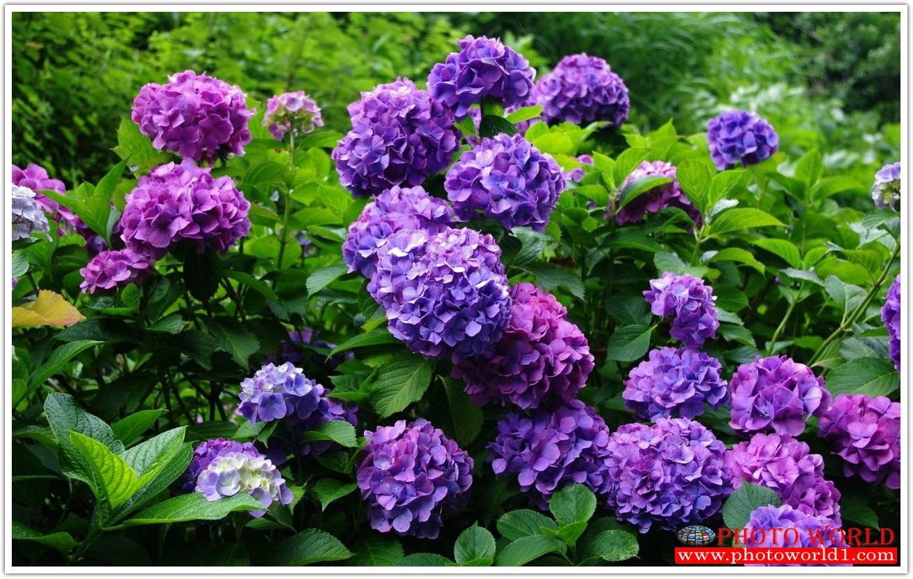 วอลเปเปอร์รูปภาพติดผนังสั่งทำ มีภาพให้เลือกกว่า 50,000 ภาพ ออกแบบกราฟฟิค หรือ รูปภาพตามที่ท่านกำหนด ในสไตล์ท่านเอง "custom made"