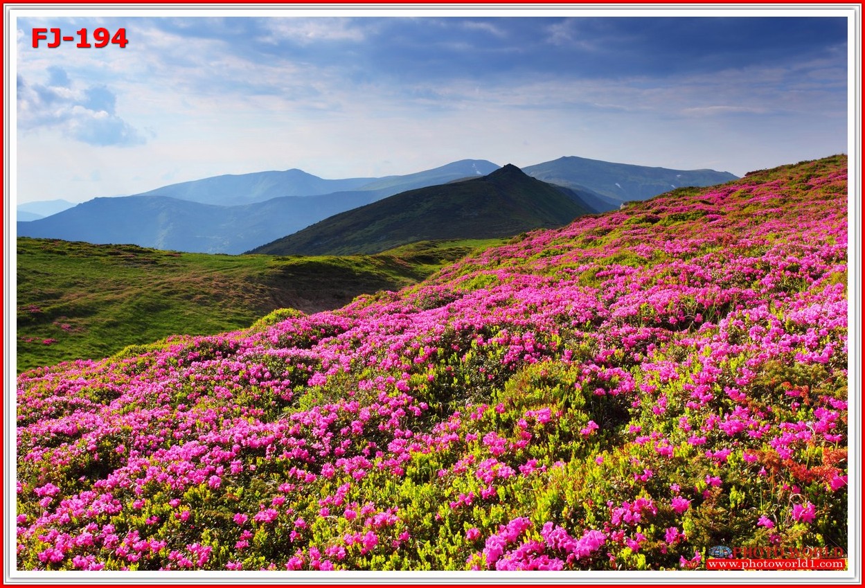 วอลเปเปอร์รูปภาพติดผนังสั่งทำ มีภาพให้เลือกกว่า 50,000 ภาพ ออกแบบกราฟฟิค หรือ รูปภาพตามที่ท่านกำหนด ในสไตล์ท่านเอง "custom made"