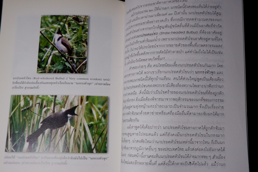 นักเลงนก ท่องไพรไปดูนกเเบบหัวหกก้นขวิด โดย ปริญญา ผดุงถิ่น