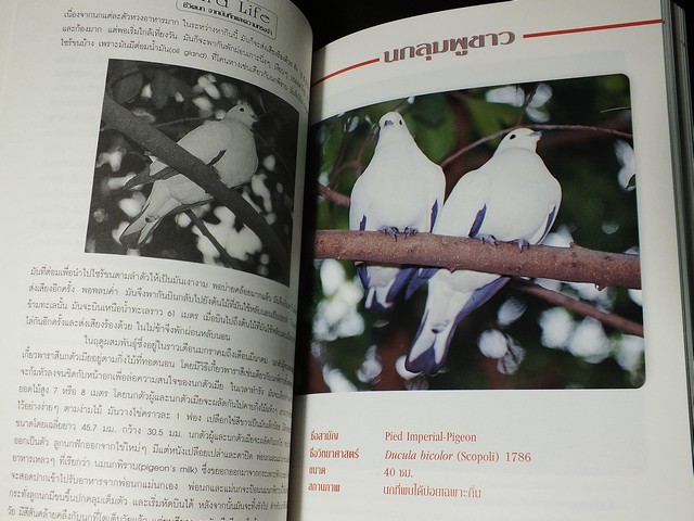 ชีวิตนก bird Life จากบันทึก เเละความทรงจำ โดย สุธี ศุภรัฐวิกร เล่ม 1,2,3 รวม 3 เล่ม ปี 2539-40