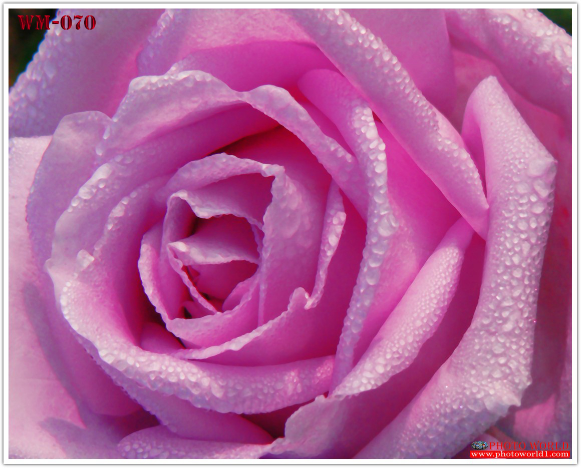 วอลเปเปอร์รูปภาพติดผนังสั่งทำ มีภาพให้เลือกกว่า 50,000 ภาพ ออกแบบกราฟฟิค หรือ รูปภาพตามที่ท่านกำหนด ในสไตล์ท่านเอง "custom made"