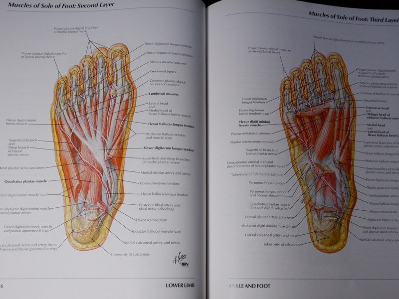 Atlas of Human Anatomyของ Frank H. Netter, MD