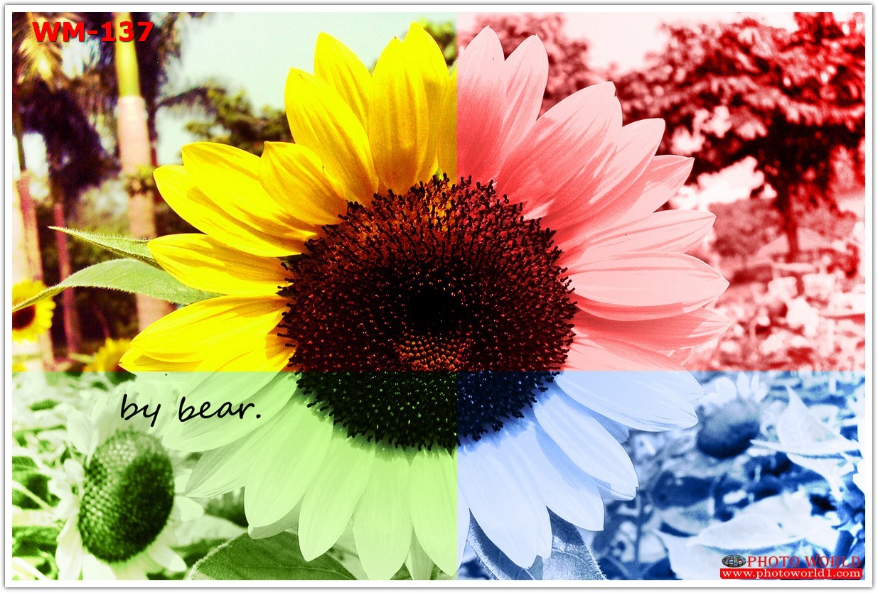 วอลเปเปอร์รูปภาพติดผนังสั่งทำ มีภาพให้เลือกกว่า 50,000 ภาพ ออกแบบกราฟฟิค หรือ รูปภาพตามที่ท่านกำหนด ในสไตล์ท่านเอง "custom made"