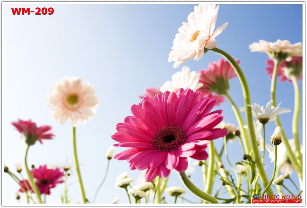 วอลเปเปอร์รูปภาพติดผนังสั่งทำ มีภาพให้เลือกกว่า 50,000 ภาพ ออกแบบกราฟฟิค หรือ รูปภาพตามที่ท่านกำหนด ในสไตล์ท่านเอง "custom made"