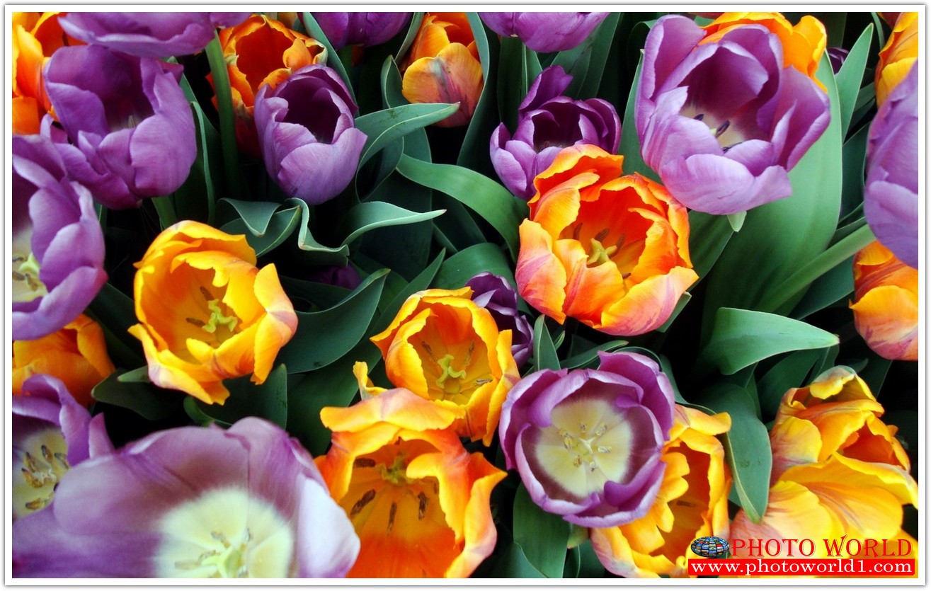 วอลเปเปอร์รูปภาพติดผนังสั่งทำ มีภาพให้เลือกกว่า 50,000 ภาพ ออกแบบกราฟฟิค หรือ รูปภาพตามที่ท่านกำหนด ในสไตล์ท่านเอง "custom made"