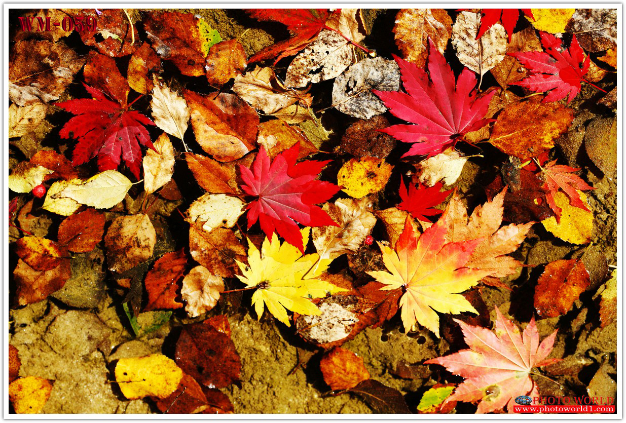 วอลเปเปอร์รูปภาพติดผนังสั่งทำ มีภาพให้เลือกกว่า 50,000 ภาพ ออกแบบกราฟฟิค หรือ รูปภาพตามที่ท่านกำหนด ในสไตล์ท่านเอง "custom made"