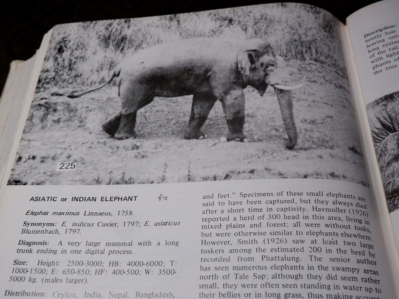 Mammals of Thailand by Boonsong Lekagul & Jeffrey A.Mc Neely 1`st Edition 1977 (สอบถาม)