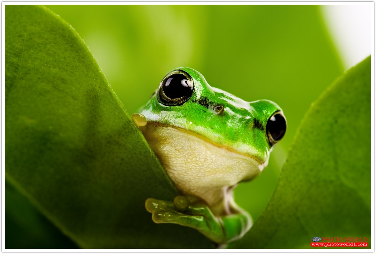 วอลเปเปอร์รูปภาพติดผนังสั่งทำ BOY&GIRL (PHOTO STOCK) มีภาพให้เลือกกว่า 50,000 ภาพ ออกแบบกราฟฟิค หรือ รูปภาพตามที่ท่านกำหนด ในสไตล์ท่านเอง "custom made"
