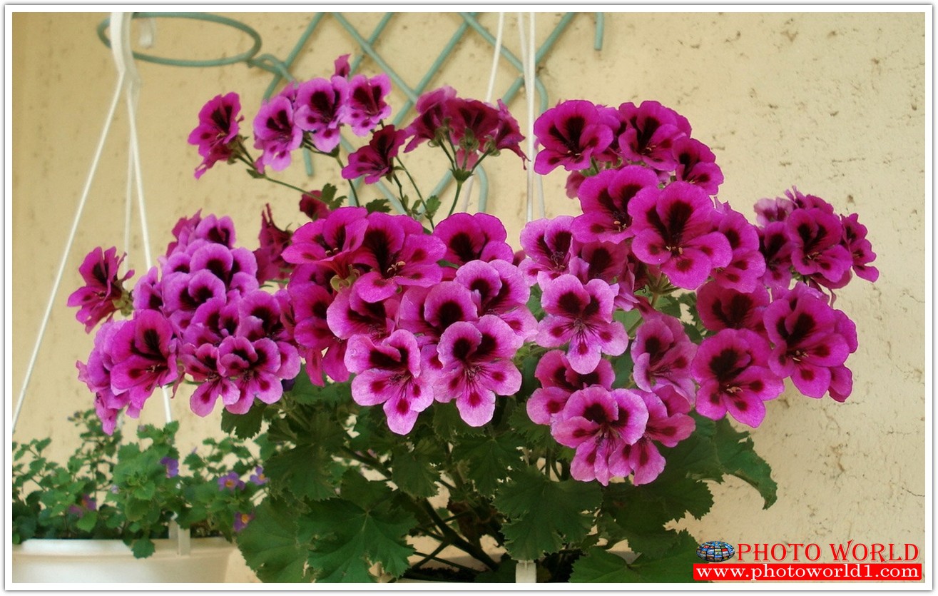 วอลเปเปอร์รูปภาพติดผนังสั่งทำ มีภาพให้เลือกกว่า 50,000 ภาพ ออกแบบกราฟฟิค หรือ รูปภาพตามที่ท่านกำหนด ในสไตล์ท่านเอง "custom made"