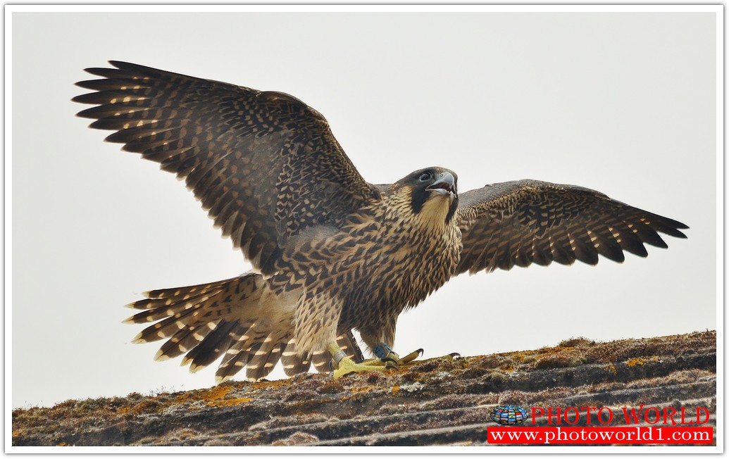 วอลเปเปอร์รูปภาพติดผนังสั่งทำ มีภาพให้เลือกกว่า 50,000 ภาพ ออกแบบกราฟฟิค หรือ รูปภาพตามที่ท่านกำหนด ในสไตล์ท่านเอง "custom made"