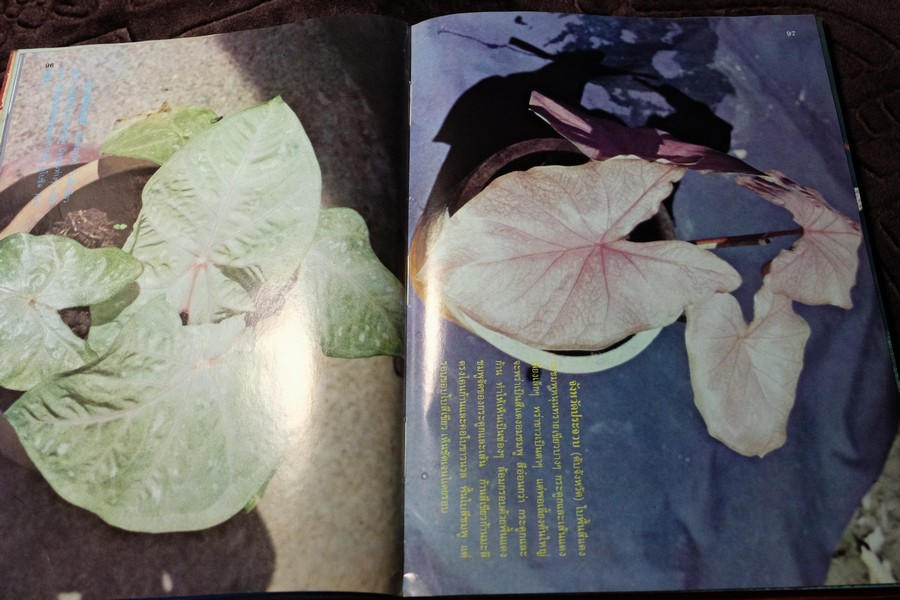 ตำนานบอนสี โดย เจริญ สุขพงษ์ ปกเเข็ง 200 หน้า ปี 2524