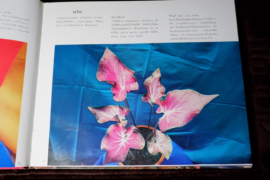 ตะลุยดงบอน โดย เชษฐา ปกเเข็ง 113 หน้า ปี 2524