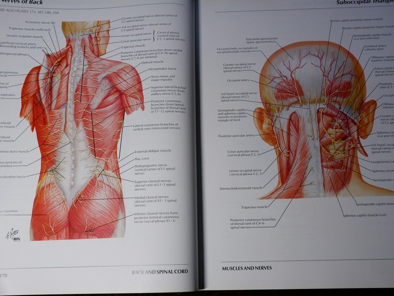Atlas of Human Anatomyของ Frank H. Netter, MD