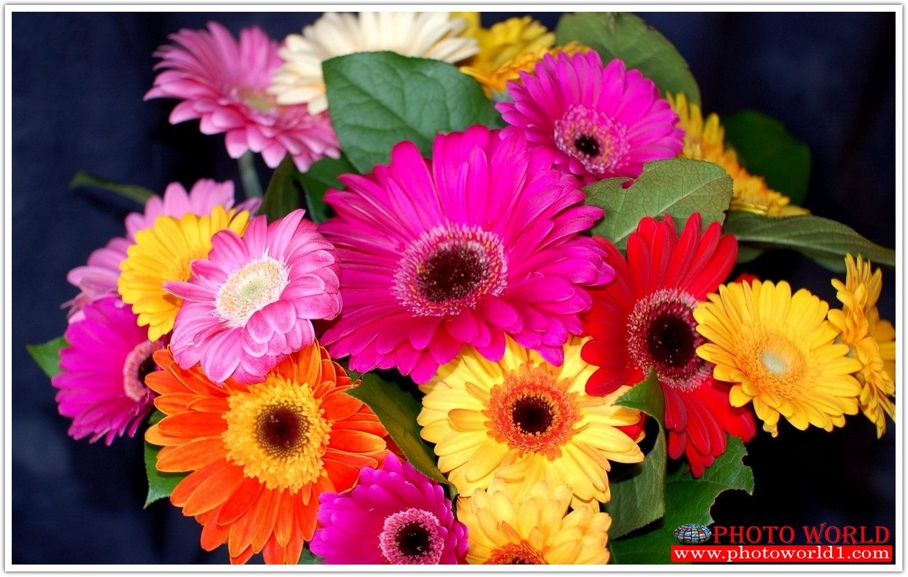 วอลเปเปอร์รูปภาพติดผนังสั่งทำ มีภาพให้เลือกกว่า 50,000 ภาพ ออกแบบกราฟฟิค หรือ รูปภาพตามที่ท่านกำหนด ในสไตล์ท่านเอง "custom made"