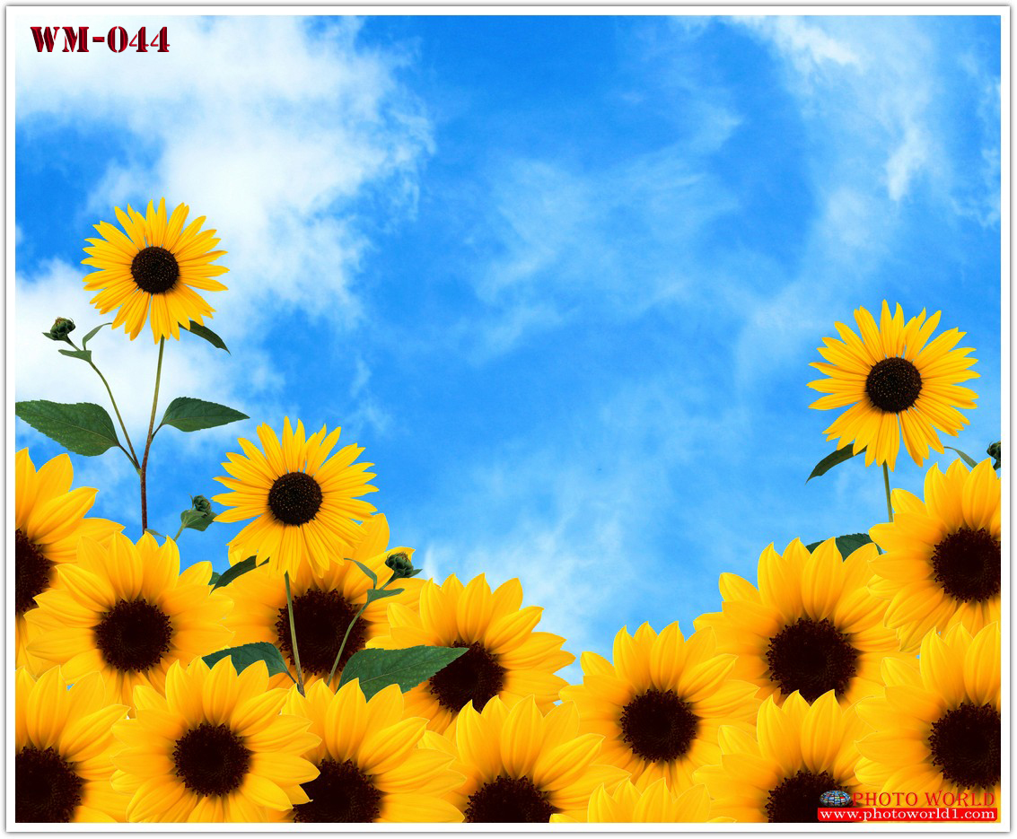 วอลเปเปอร์รูปภาพติดผนังสั่งทำ มีภาพให้เลือกกว่า 50,000 ภาพ ออกแบบกราฟฟิค หรือ รูปภาพตามที่ท่านกำหนด ในสไตล์ท่านเอง "custom made"