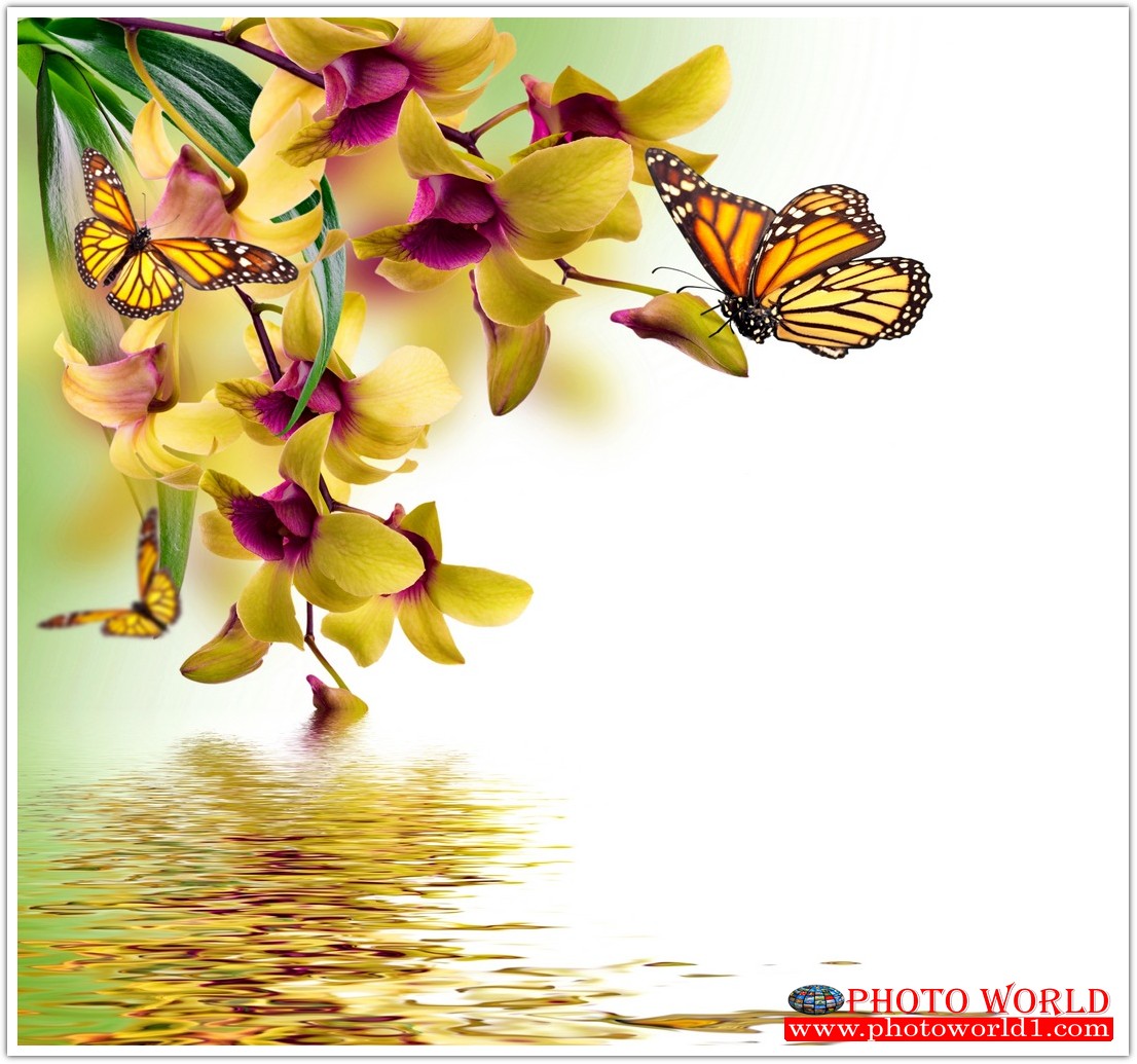 วอลเปเปอร์รูปภาพติดผนังสั่งทำ มีภาพให้เลือกกว่า 50,000 ภาพ ออกแบบกราฟฟิค หรือ รูปภาพตามที่ท่านกำหนด ในสไตล์ท่านเอง "custom made"