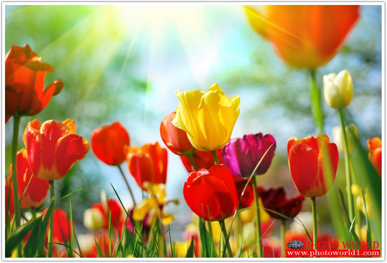 วอลเปเปอร์รูปภาพติดผนังสั่งทำ มีภาพให้เลือกกว่า 50,000 ภาพ ออกแบบกราฟฟิค หรือ รูปภาพตามที่ท่านกำหนด ในสไตล์ท่านเอง "custom made"