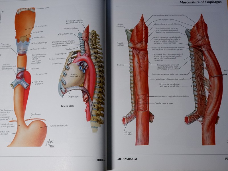 Atlas of Human Anatomyของ Frank H. Netter, MD