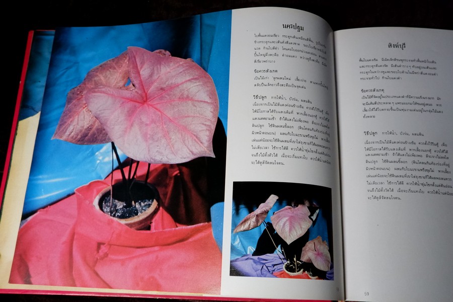 ตะลุยดงบอน โดย เชษฐา ปกเเข็ง 113 หน้า ปี 2524