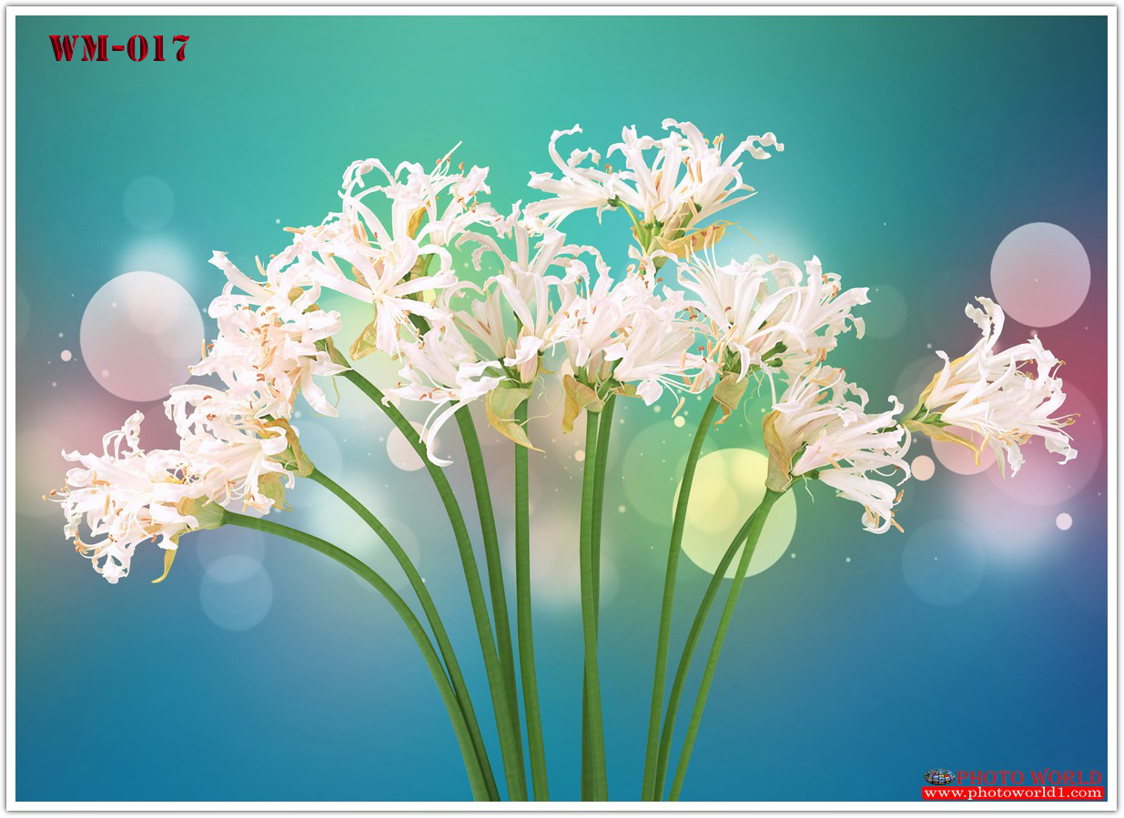 วอลเปเปอร์รูปภาพติดผนังสั่งทำ มีภาพให้เลือกกว่า 50,000 ภาพ ออกแบบกราฟฟิค หรือ รูปภาพตามที่ท่านกำหนด ในสไตล์ท่านเอง "custom made"