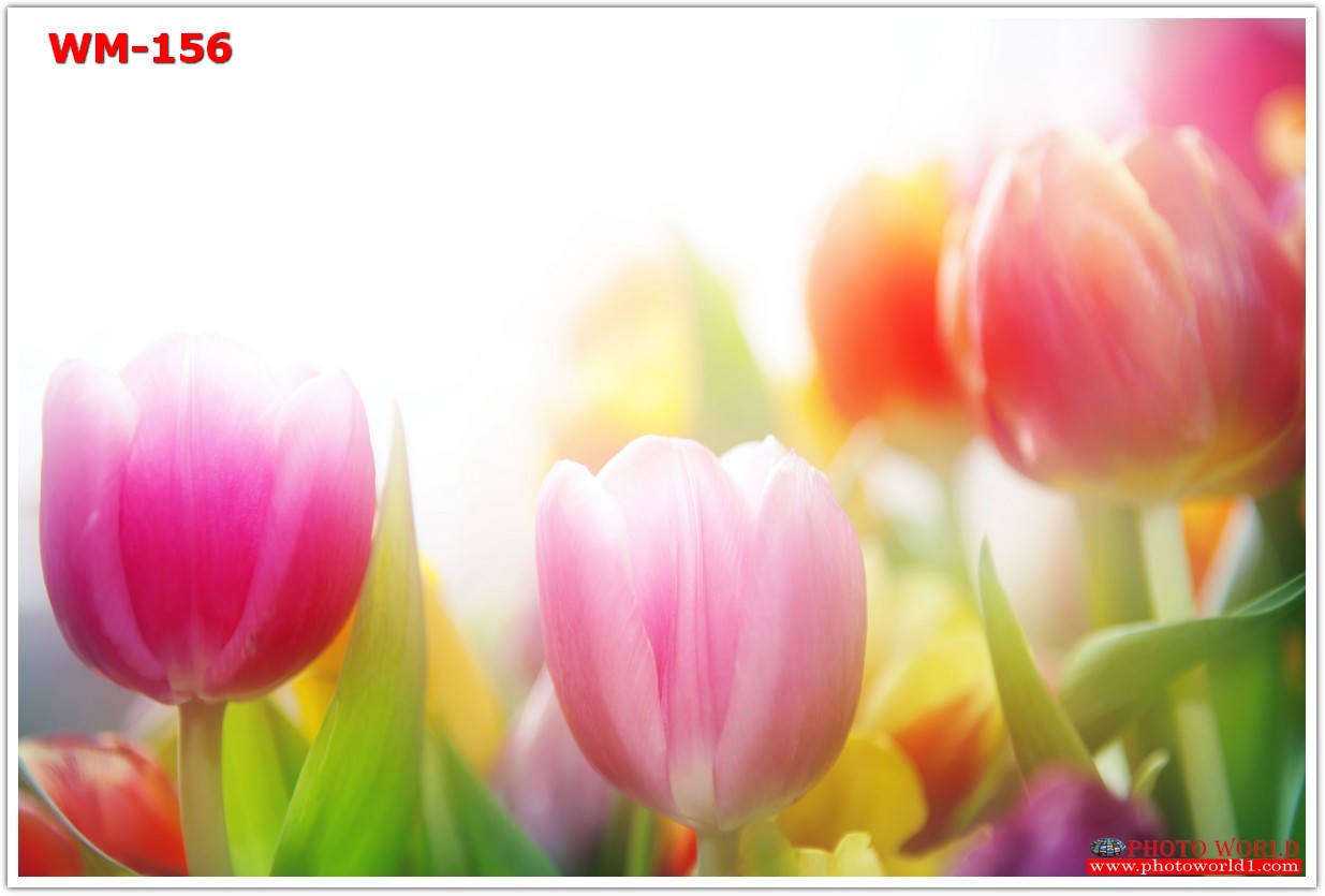 วอลเปเปอร์รูปภาพติดผนังสั่งทำ มีภาพให้เลือกกว่า 50,000 ภาพ ออกแบบกราฟฟิค หรือ รูปภาพตามที่ท่านกำหนด ในสไตล์ท่านเอง "custom made"