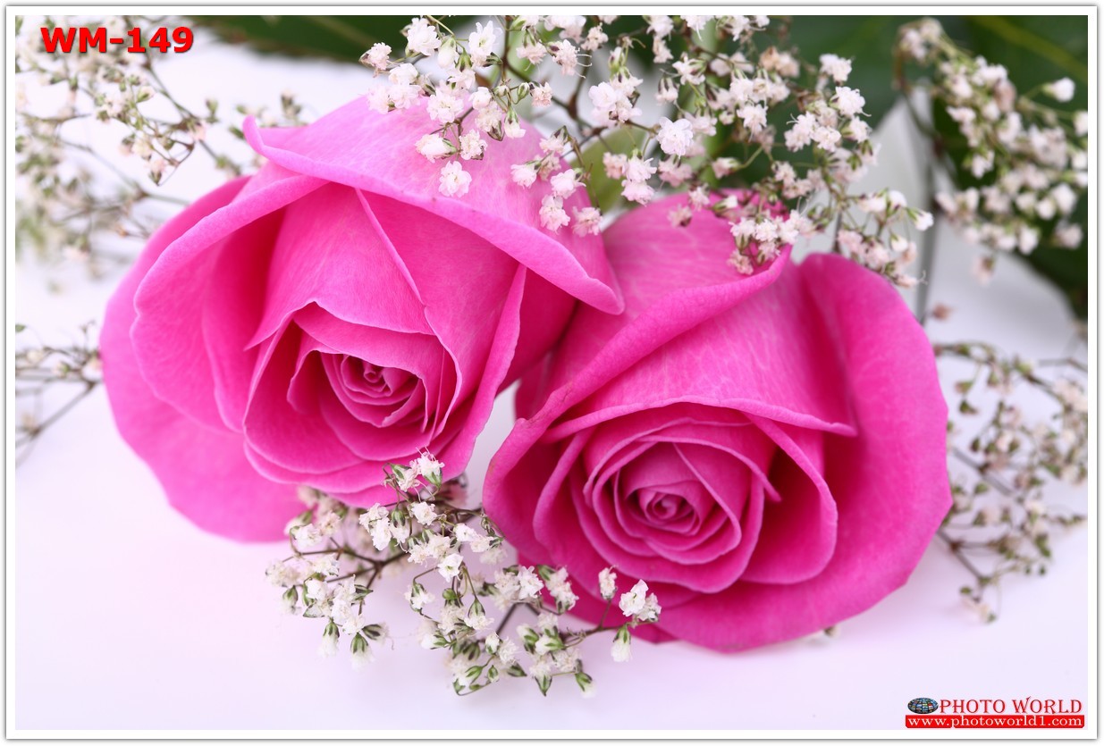 วอลเปเปอร์รูปภาพติดผนังสั่งทำ มีภาพให้เลือกกว่า 50,000 ภาพ ออกแบบกราฟฟิค หรือ รูปภาพตามที่ท่านกำหนด ในสไตล์ท่านเอง "custom made"