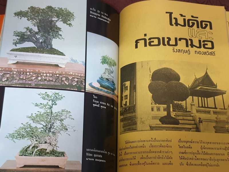 บอนไซ 01 02 03 รวม 3 เล่ม โดยชมรมบอนไซ(ไม้เเคระ) เเห่งประเทศไทย //สอบถาม//