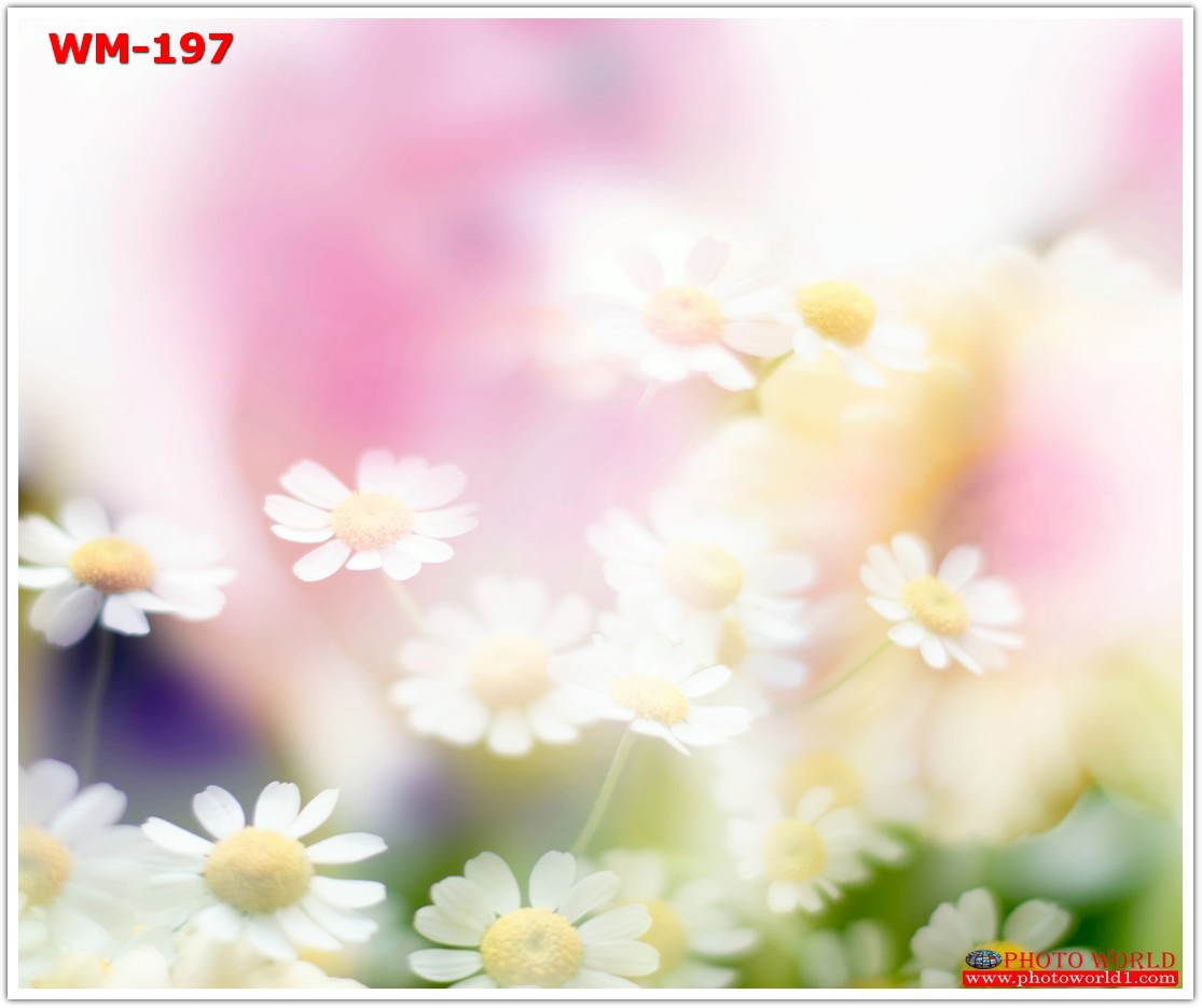 วอลเปเปอร์รูปภาพติดผนังสั่งทำ มีภาพให้เลือกกว่า 50,000 ภาพ ออกแบบกราฟฟิค หรือ รูปภาพตามที่ท่านกำหนด ในสไตล์ท่านเอง "custom made"