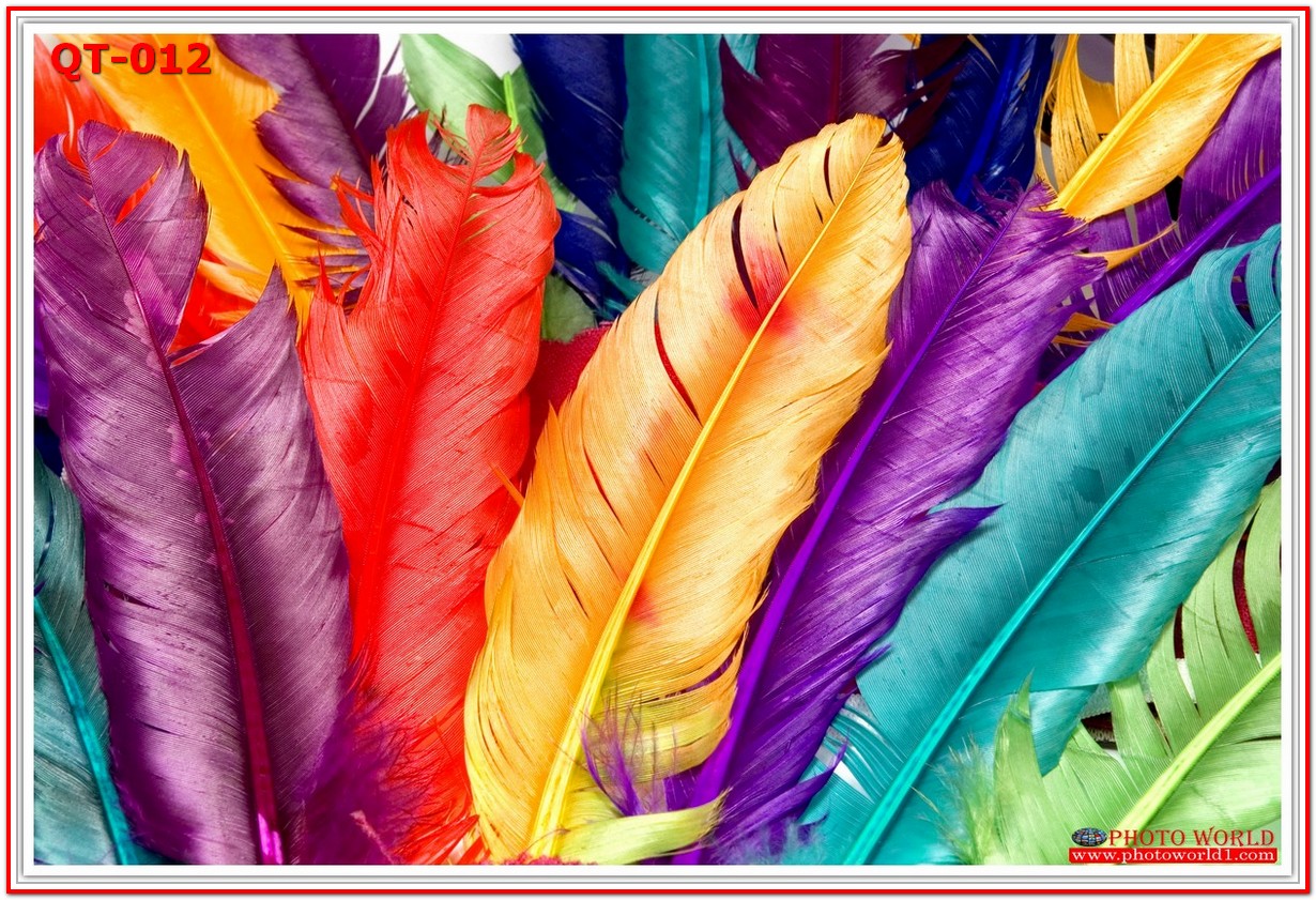 วอลเปเปอร์รูปภาพติดผนังสั่งทำ มีภาพให้เลือกกว่า 50,000 ภาพ ออกแบบกราฟฟิค หรือ รูปภาพตามที่ท่านกำหนด ในสไตล์ท่านเอง "custom made"