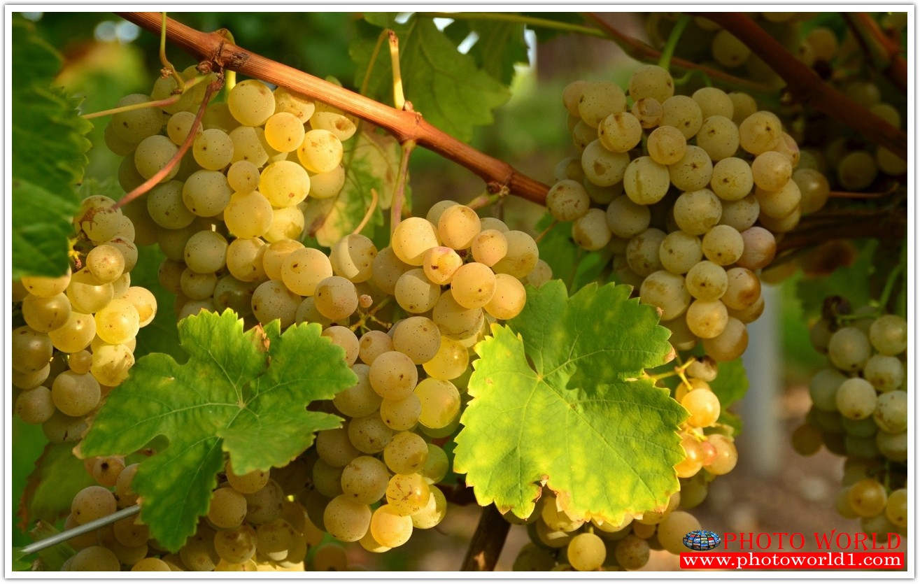 วอลเปเปอร์รูปภาพติดผนังสั่งทำ มีภาพให้เลือกกว่า 50,000 ภาพ ออกแบบกราฟฟิค หรือ รูปภาพตามที่ท่านกำหนด ในสไตล์ท่านเอง "custom made"