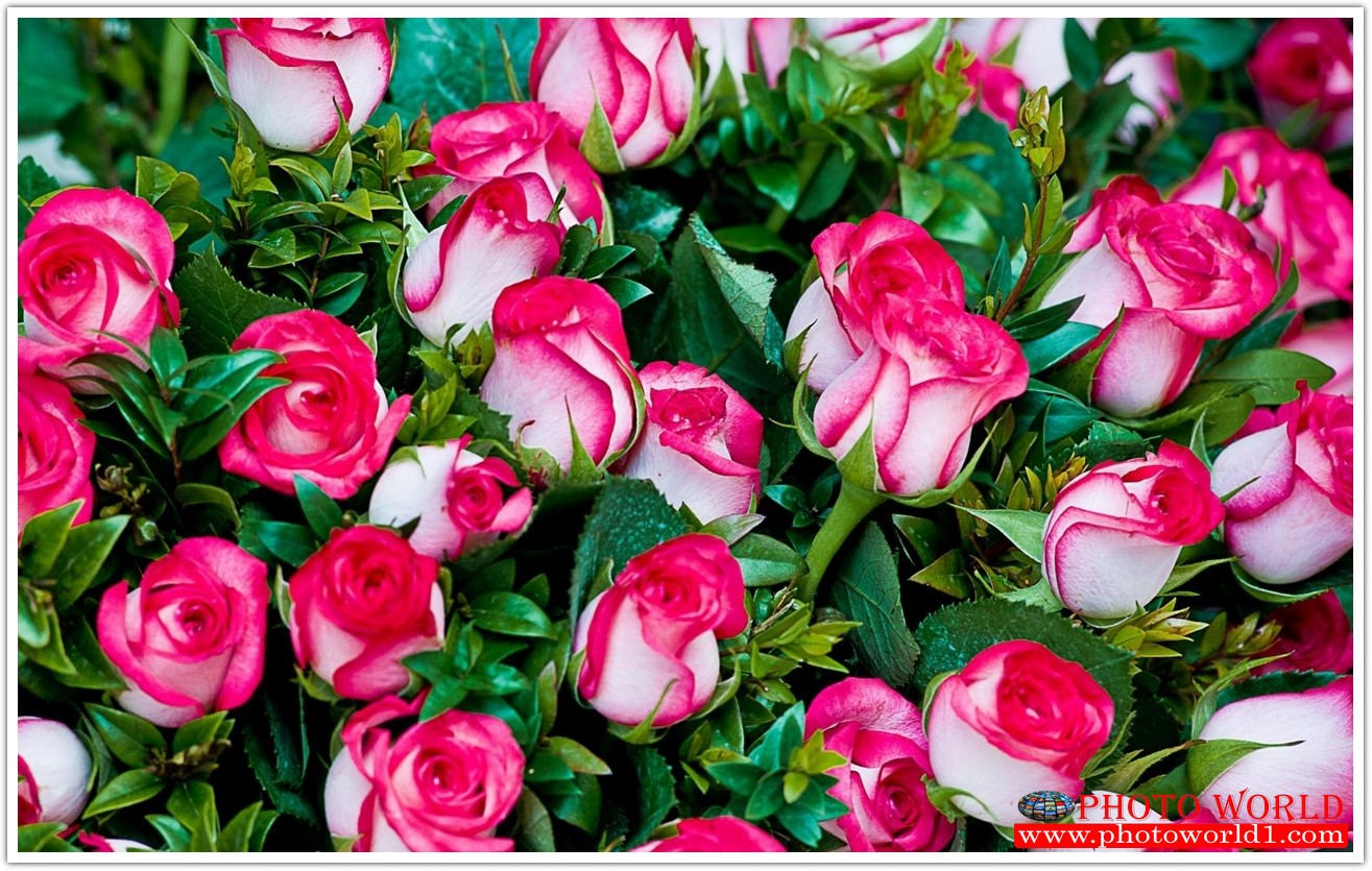 วอลเปเปอร์รูปภาพติดผนังสั่งทำ มีภาพให้เลือกกว่า 50,000 ภาพ ออกแบบกราฟฟิค หรือ รูปภาพตามที่ท่านกำหนด ในสไตล์ท่านเอง "custom made"