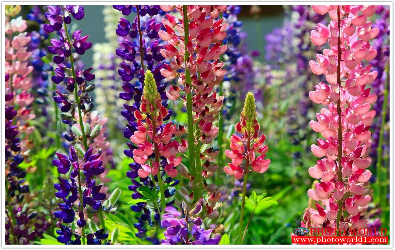 วอลเปเปอร์รูปภาพติดผนังสั่งทำ มีภาพให้เลือกกว่า 50,000 ภาพ ออกแบบกราฟฟิค หรือ รูปภาพตามที่ท่านกำหนด ในสไตล์ท่านเอง "custom made"